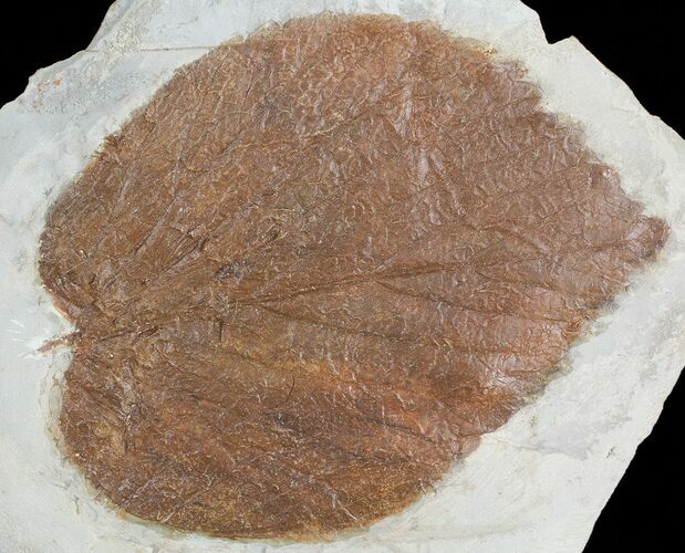 Paleocene Fossil Leaf (Davidia) - Montana #71500